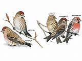Pictures of House Finch Vs Redpoll