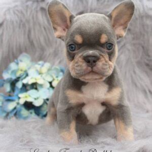 Fawn is usually described as a tan in color, it can. Lilac and Tan French Bulldog Puppies For Sale - Lindor ...