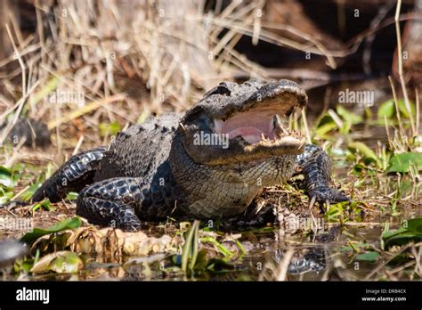 An American Alligator Alligator Mississippiensis Warming Itself By