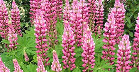 Besonders was den boden angeht lupinen im garten pflegen. Lupinen (mit Bildern) | Bienenfreundliche pflanzen ...