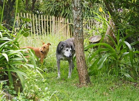 Wildlife Gardeners Dogs And Other Animals Letting