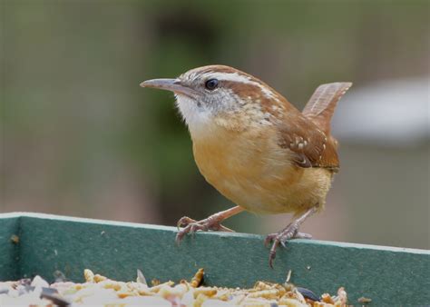 Carolina Wren FeederWatch