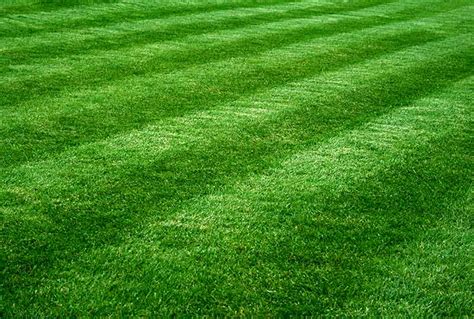 Top 10 How To Mow Your Lawn