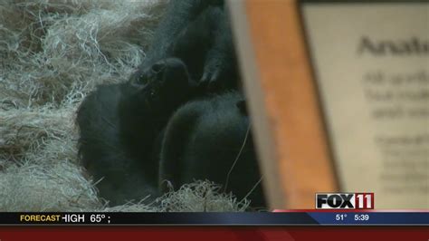 Baby Gorilla Dies At The Milwaukee County Zoo Youtube