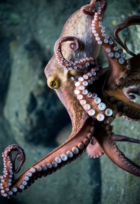 Can You Have An Octopus As A Pet In Australia Pet Spares
