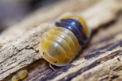 Cubaris Sp Amber Isopod With Baby I Love These Pet Isopods R