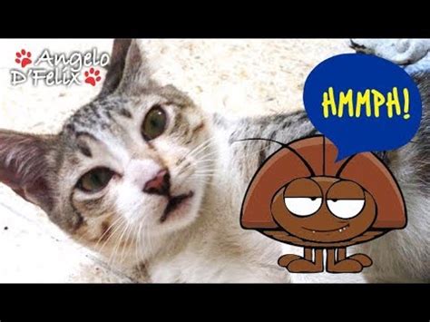 However, when it is placed in the yard, it becomes quite challenging to tell fleas are gone or not. How Do I Know if My Cat has Fleas? - YouTube