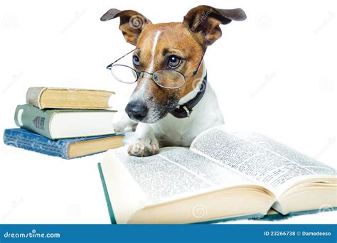 Dog Reading Books Stock Photo Image Of Journal Learn 23266738
