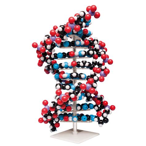 Amazon Com Molymod MKS 122 10 Ten Layer DNA Molecular Model Arts