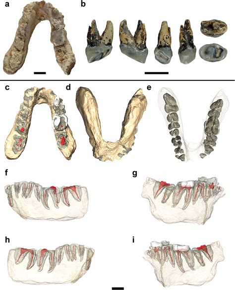 Ouranopithecus macedoniensis synonyms, ouranopithecus macedoniensis pronunciation, ouranopithecus macedoniensis translation, english dictionary definition of ouranopithecus. Graecopithecus und der Ursprung der Menschheit - GeoHorizon