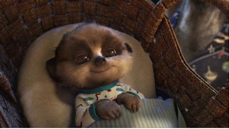 Meet Baby Oleg Compare The Meerkat