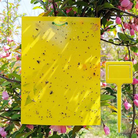 50 Pack Dual Sided Yellow Sticky Traps For Fungus Gnats Aphidsand