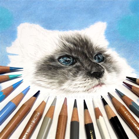 Realistic Cat Drawing In Colored Pencil Ragdoll Cat Realistic Cat