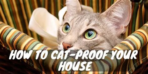 Home Is Where The Hazards Are How To Cat Proof Your House Cat Checkup