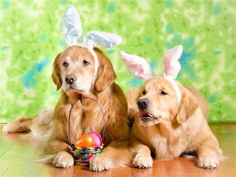 Easter Dog Wallpapers Top Free Easter Dog Backgrounds Wallpaperaccess