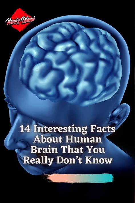 14 Interesting Facts About The Human Brain That You Really Don T Know