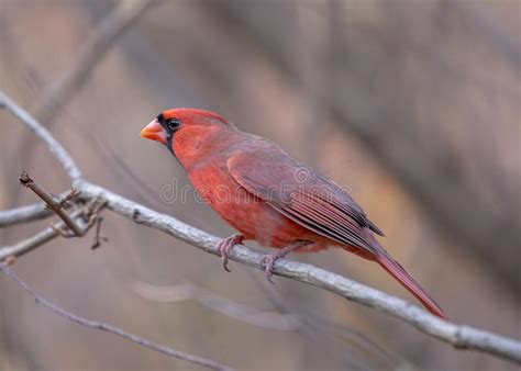 Northern Cardinal Cardinalis Cardinalis Stock Photo Image Of Angry