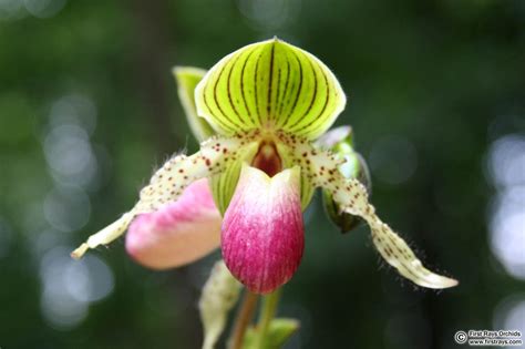 Pin On Orchids