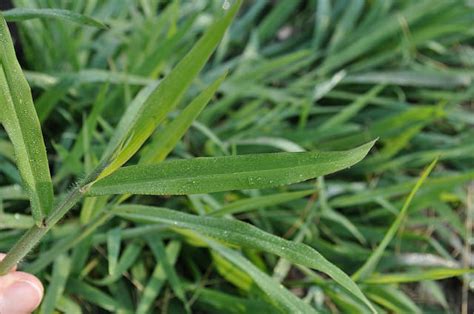 Combating Crabgrass And Other Annual Grassy Weeds Sweeneys Custom