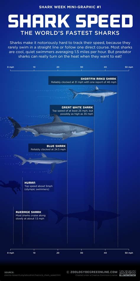 Shark Speed Worlds Fastest Sharks Visually Shark Facts Shark