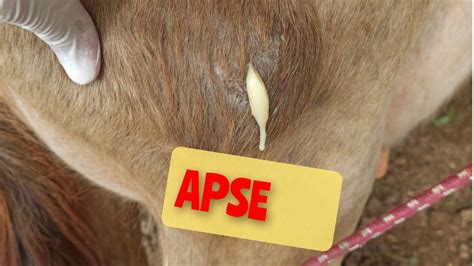 Sığırda Apse😳‼️abscess In Cattleveterinarian Veterinary Vet