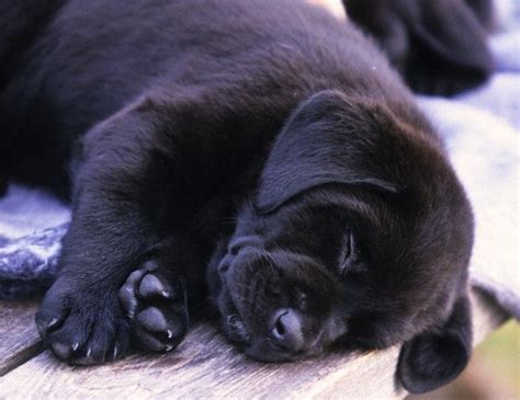 Cute Black Lab Puppies Sleeping