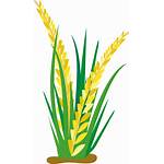 Rice Clipart Clip Cartoon Oat Field Transparent