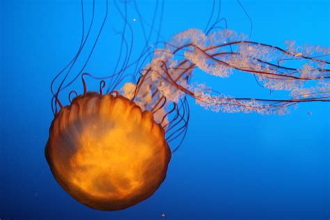 Free Images Jellyfish Invertebrate Cnidaria Macro Photography