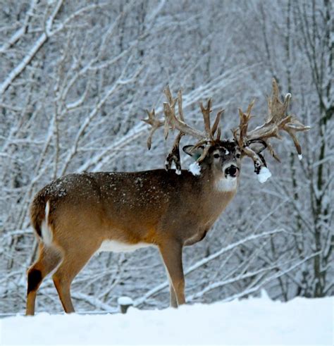 Sands Whitetail Big Deer Whitetail Hunting Deer Pictures