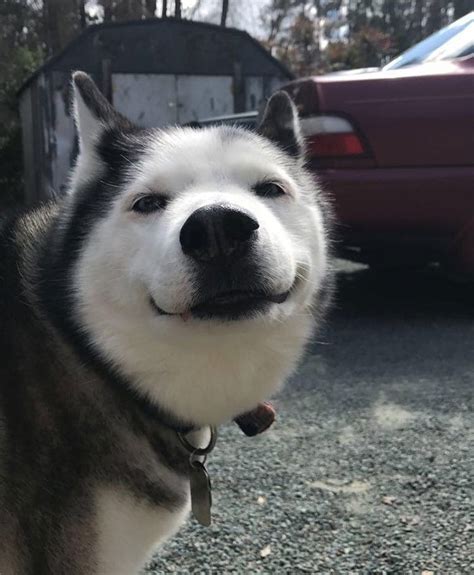 25 Funniest Photos Of Huskies Being Huskies That Prove Theyre Biggest