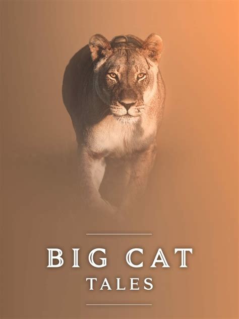 Big Cat Tales Afrikas Raubkatzen Staffel 2 Episodenguide