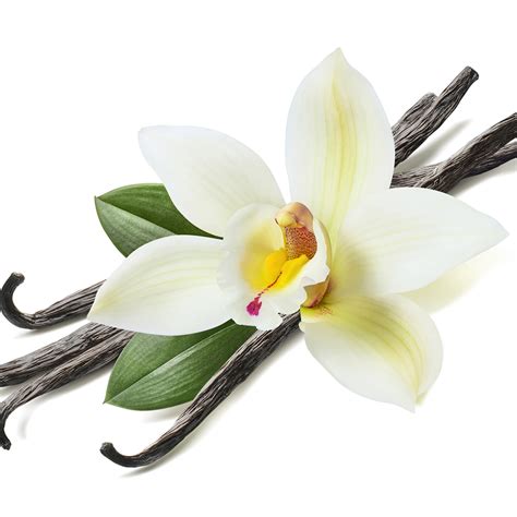 Crafters Choice Vanilla Bean Fragrance Oil 240 Wholesale Supplies Plus
