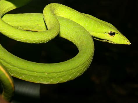 Snake | The Biggest Animals Kingdom