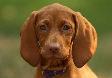 Redbone Coonhound Dog Breed Characteristic Daily And Care Facts
