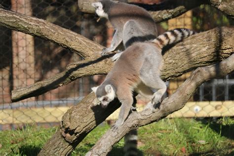 Ring Tailed Lemur Climbing Brandywine Zoo