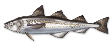 The (icy) alaska pollock fish has been said to be the largest remaining source of palatable fish in the world. Unique Source: Wild Alaska Pollock - AlaskOmega