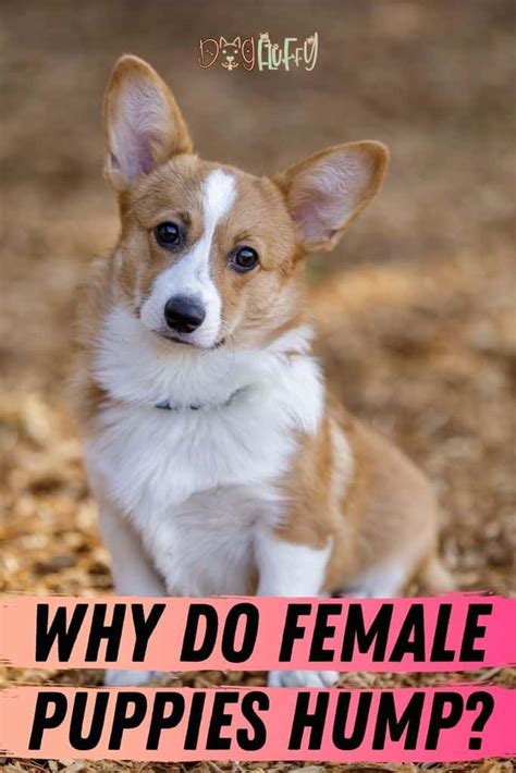 Why Do Female Puppies Hump 6 Very Important Reasons Dog Fluffy