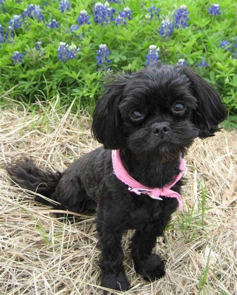 Shih Poo Dog Breed Everything About Shih Poos