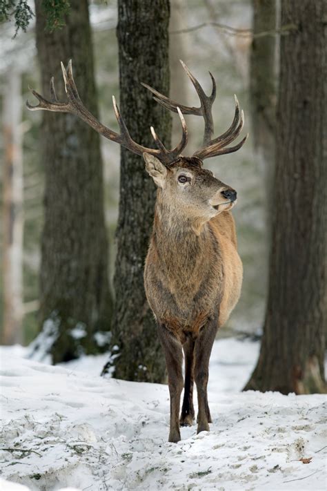 Every relationship goes through dating stages. Majestic Stag Image Awarded Photo Of The Week Accolade ...