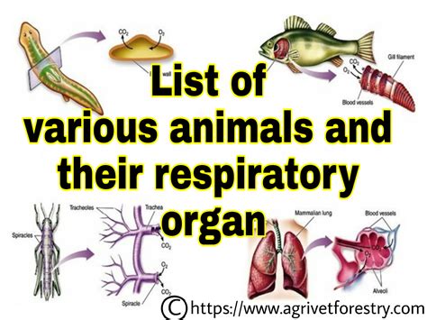 List of respiratory organ in various animals/ agrivetforestry