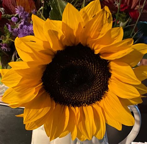 Sunflower Season Notablerose