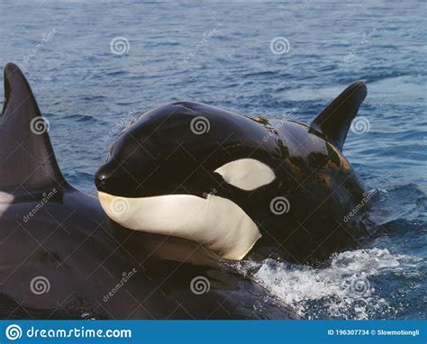 Killer Whale Orcinus Orca Adult Standing At Surface Channel Near