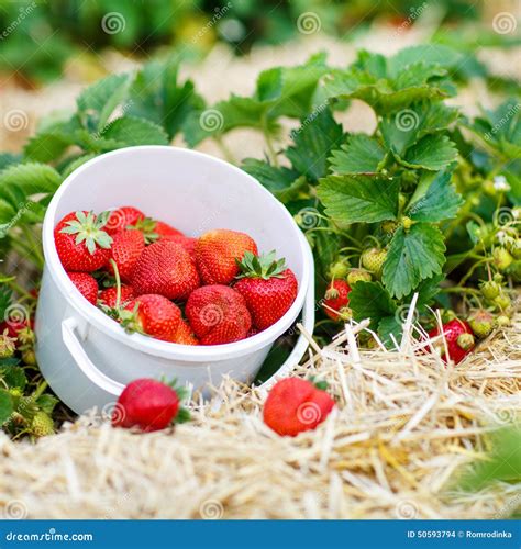 Bucket With Fresh Ripe Strawberries Standing On Farm Stock Photo