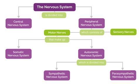 Human Nervous System Flow Chart Humanejuli