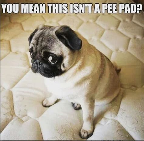 Pin By On Pug Memes Pugs Funny Meme Funny Dog Pictures