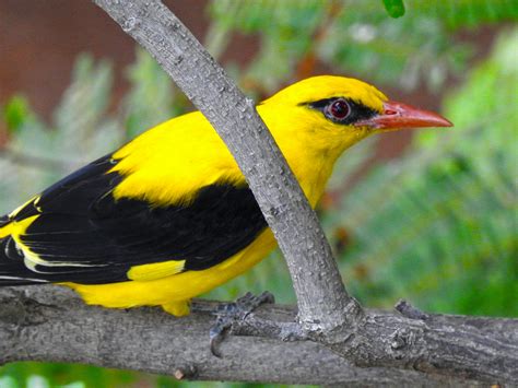 Free Stock Photo Of Branch Hyderabad Indian Golden Oriole