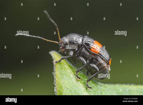 Un Caso Rodamiento Leaf Beetle Bassareus Mammifer Se Sitúa En El