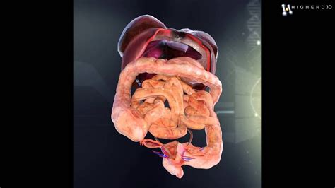 Human Female Anatomy Organs