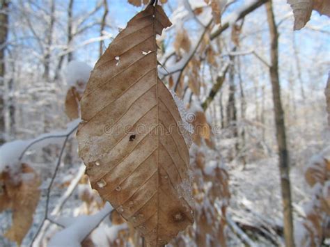 American Beech Leaves In Winter Stock Photo Image Of Cold Woods