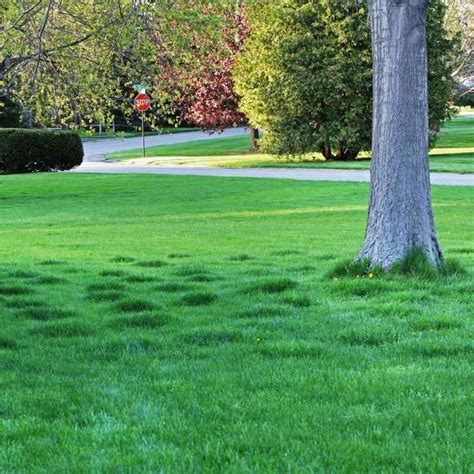 Lawns Look Best When They Show Off Their Uniform Dark Green Color But